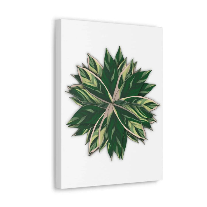 Stromanthe Triostar Canvas - Pastel Stripe Canvas Art Print With Vivid Color Artwork - Laura Christine Photography & Design