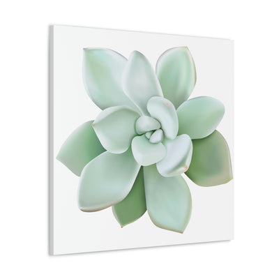 Pachyveria Haagei Succulent Canvas, Canvas, Printify, Art & Wall Decor, Canvas, Hanging Hardware, Home & Living, Indoor, Laura Christine Photography & Design, laurachristinedesign.com