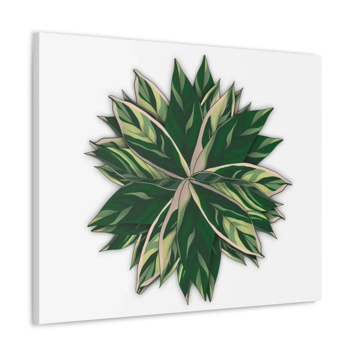 Stromanthe Triostar Canvas - Pastel Stripe Canvas Art Print With Vivid Color Artwork - Laura Christine Photography & Design