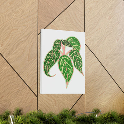 Aglaonema Sparkling Sarah Plant Canvas