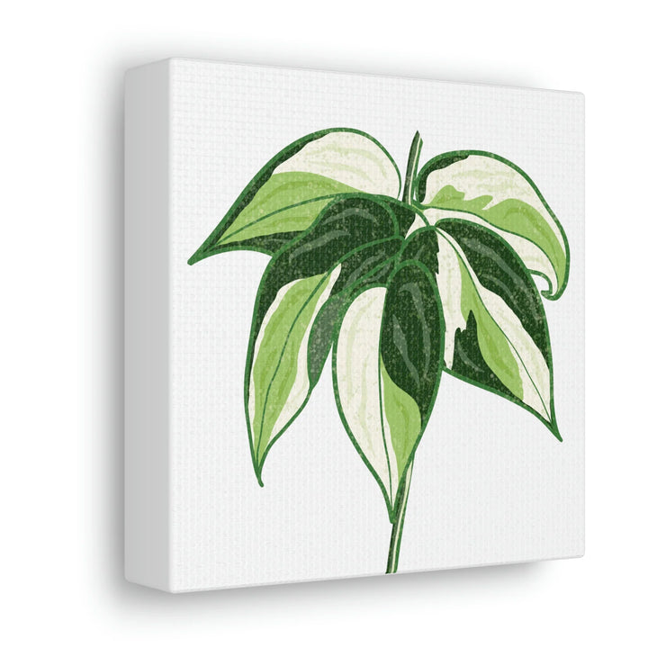 Philodendron Canvas Print - Cream Splash Variegated Plant Art on Matte Cotton Canvas