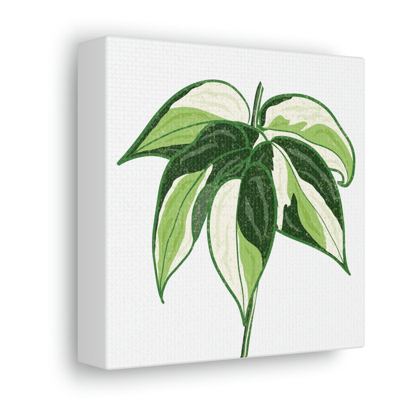 Philodendron &