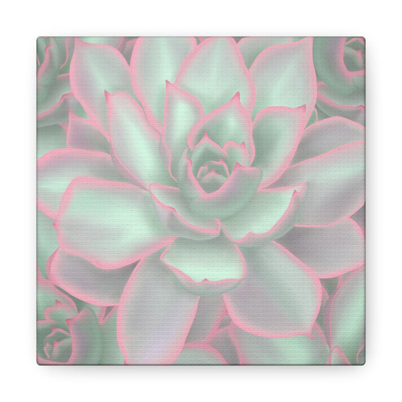 Echeveria Violet Queen Succulent Canvas, Canvas, Laura Christine Photography & Design, Art & Wall Decor, Canvas, Hanging Hardware, Home & Living, Indoor, Laura Christine Photography & Design, laurachristinedesign.com