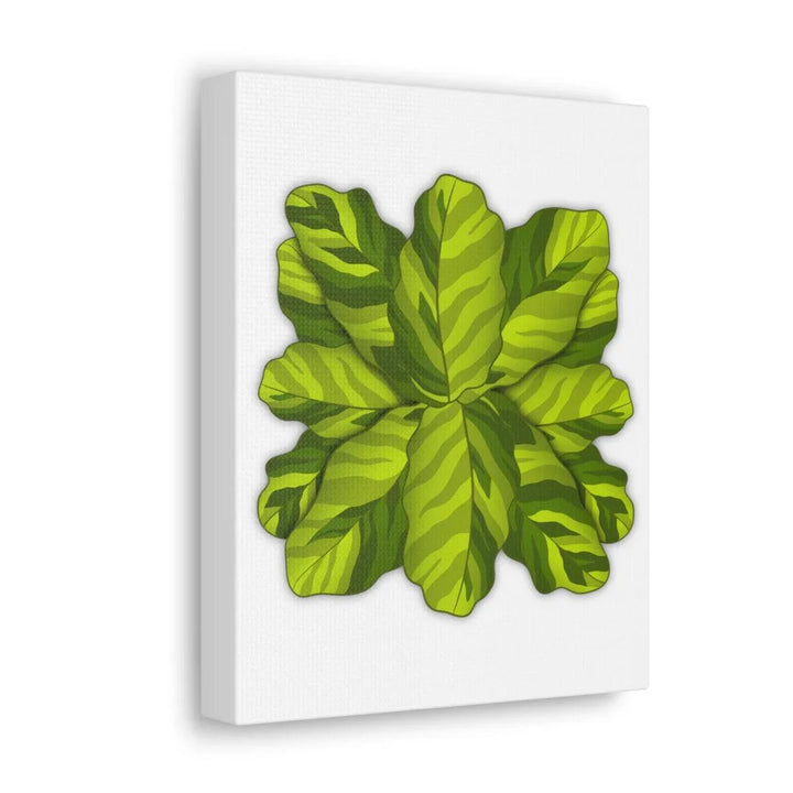 Calathea Yellow Fusion Canvas – Botanical Canvas Print With Unique Leaf Pattern Art - Laura Christine Photography & Design
