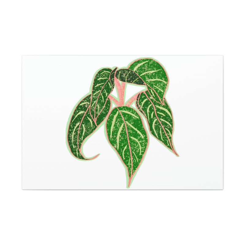 Lienzo Aglaonema Sparkling Sarah Plant