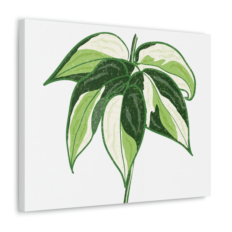 Lienzo Philodendron &