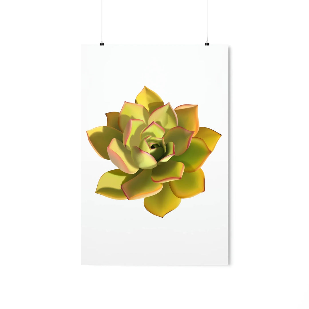 Noble Aeonium Print – Vibrant Succulent Wall Art on Museum-Grade Paper Poster Unframed
