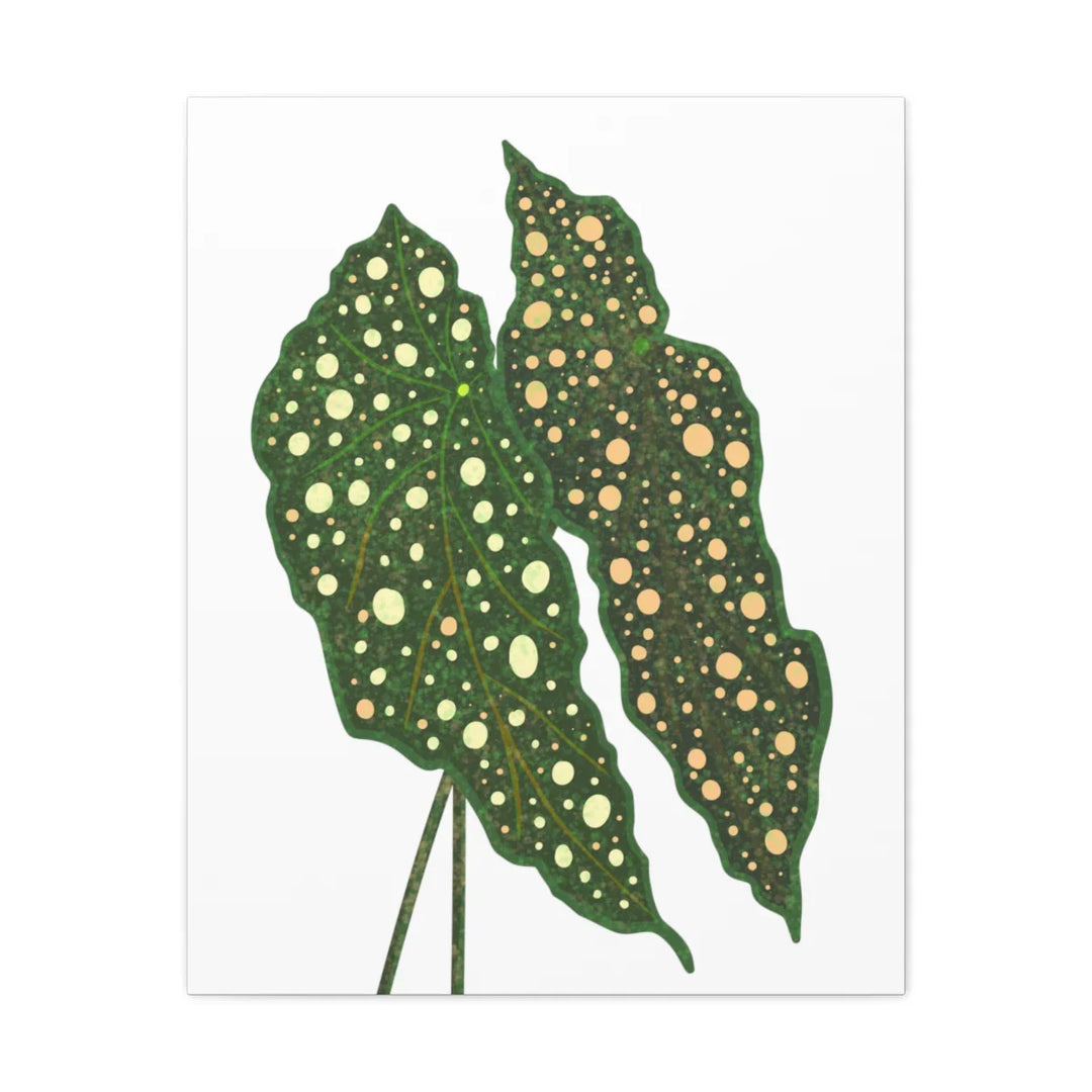Begonia Maculata Canvas | Premium Canvas Art Print - Matte Finish, Durable Wall Decor - Laura Christine Photography & Design