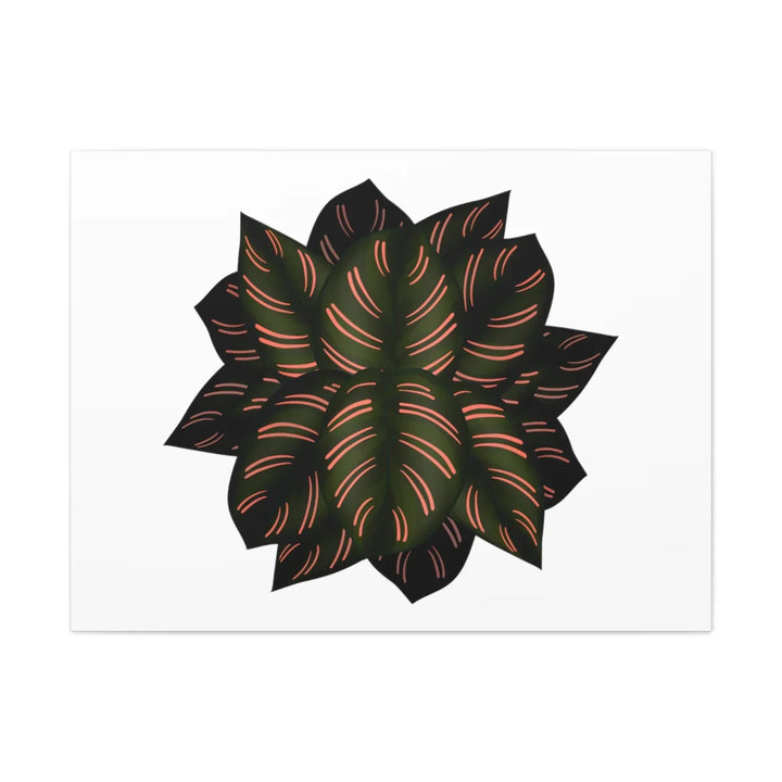 Calathea Pinstripe Canvas – Botanical Canvas Art Print | Matte Finish Wall Decor