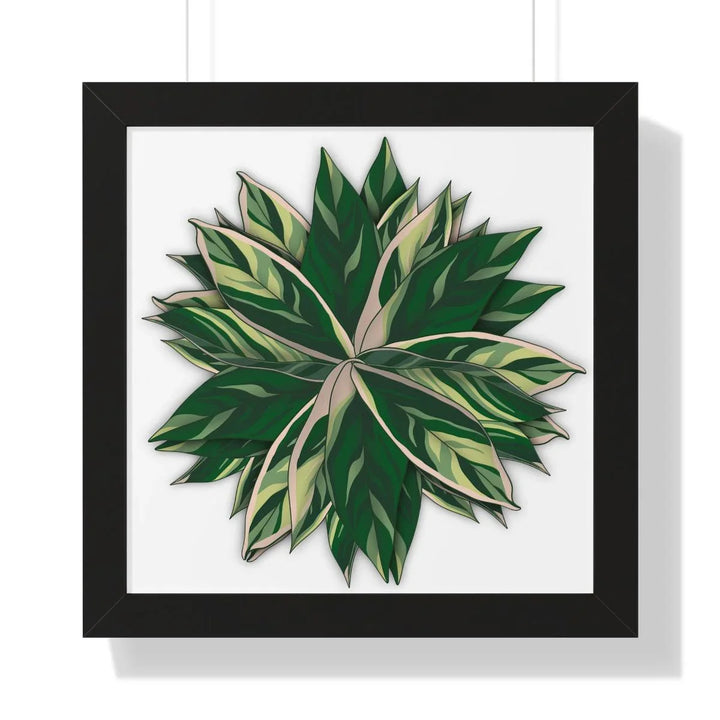 Stromanthe Triostar Framed Print, Poster, Laura Christine Photography & Design, Framed, Home & Living, Indoor, Paper, Posters, Laura Christine Photography & Design, laurachristinedesign.com