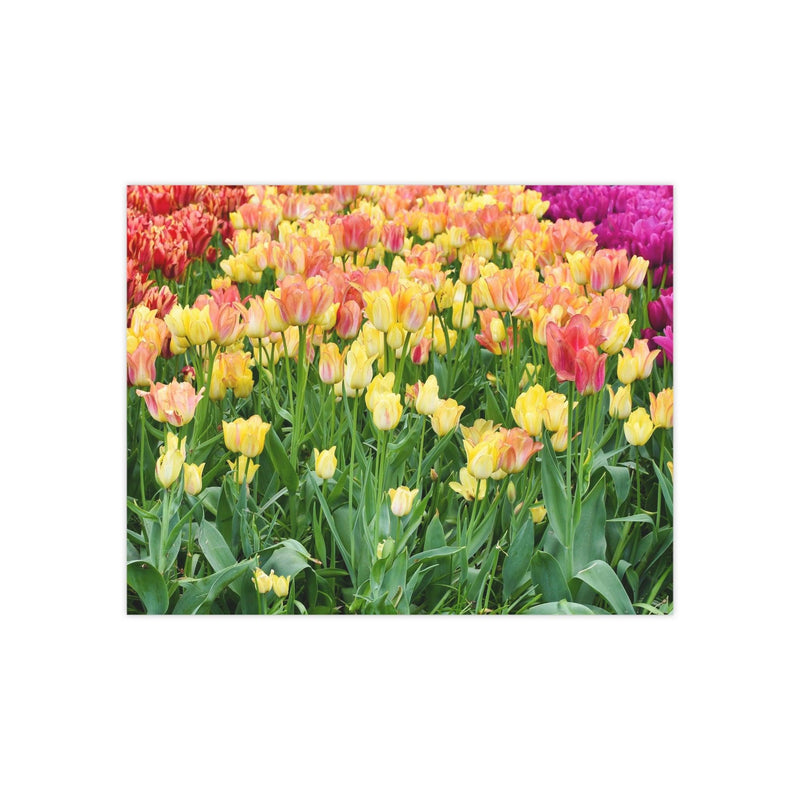 Tulip rows 