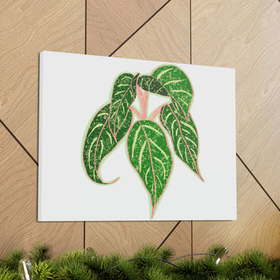 Aglaonema Sparkling Sarah Plant Canvas