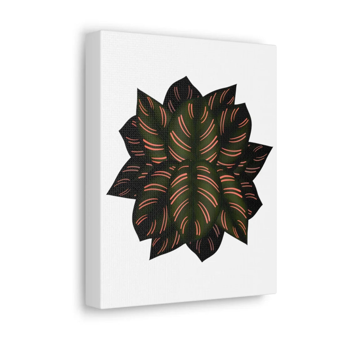 Calathea Pinstripe Canvas – Botanical Canvas Art Print | Matte Finish Wall Decor