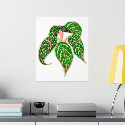 Aglaonema Sparkling Sarah Print