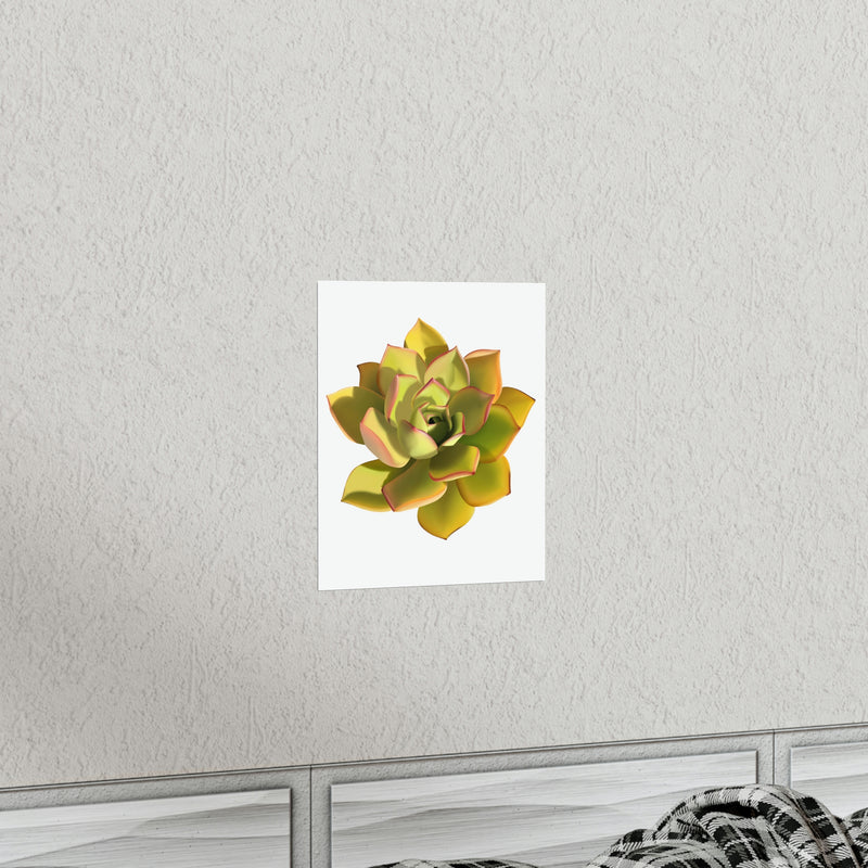 Noble Aeonium Succulent Print