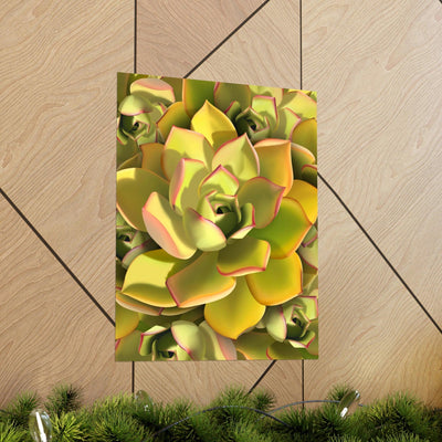 Noble Aeonium Succulent Pattern Print, Poster, Printify, Back to School, Home & Living, Indoor, Matte, Paper, Posters, Valentine's Day promotion, Laura Christine Photography & Design, laurachristinedesign.com