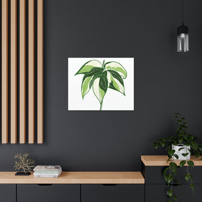 Philodendron 'Cream Splash' Canvas