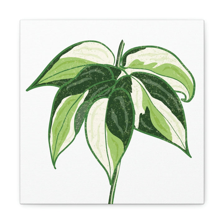 Philodendron Canvas Print - Cream Splash Variegated Plant Art on Matte Cotton Canvas
