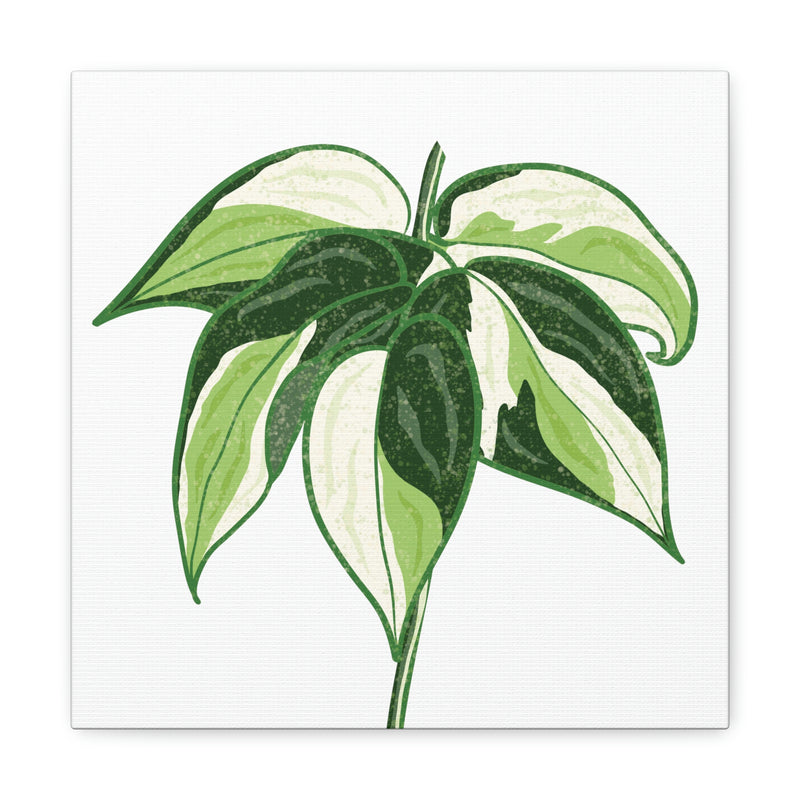 Philodendron &