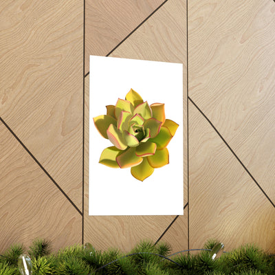 Noble Aeonium Succulent Print