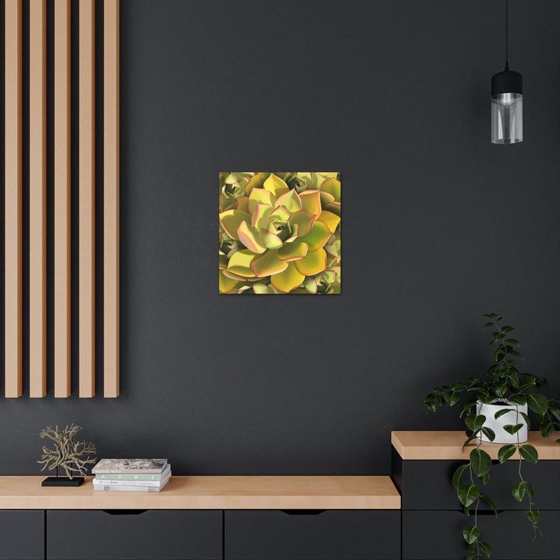 Noble Aeonium Succulent Pattern Canvas, Canvas, Printify, Art & Wall Decor, Canvas, Hanging Hardware, Home & Living, Indoor, Laura Christine Photography & Design, laurachristinedesign.com