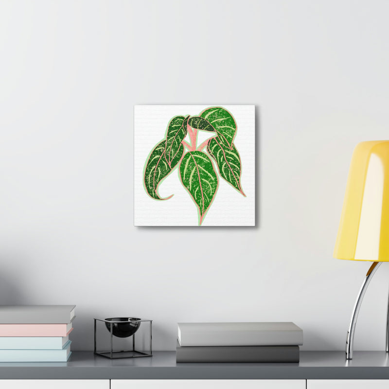 Aglaonema Sparkling Sarah Plant Canvas