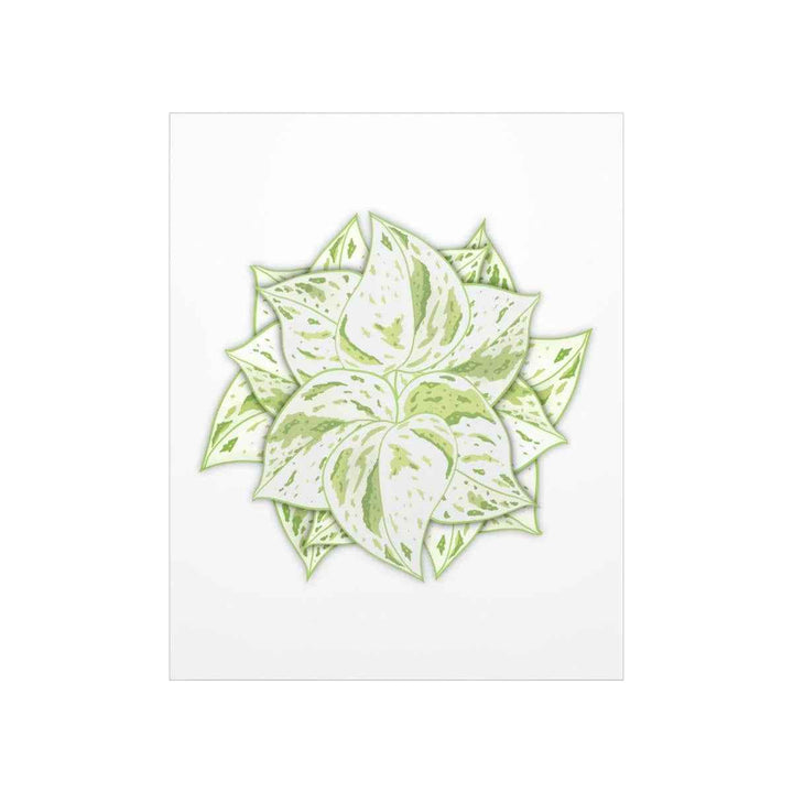 Snow Queen Pothos Print – Variegated Pothos Art on Museum Grade Paper Unframed