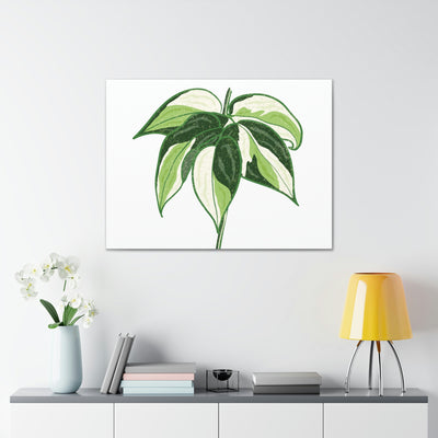 Philodendron 'Cream Splash' Canvas