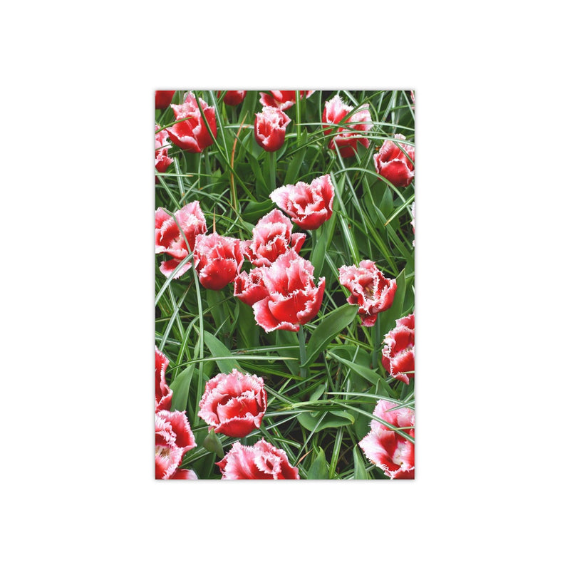 Brest Fringed tulips 
