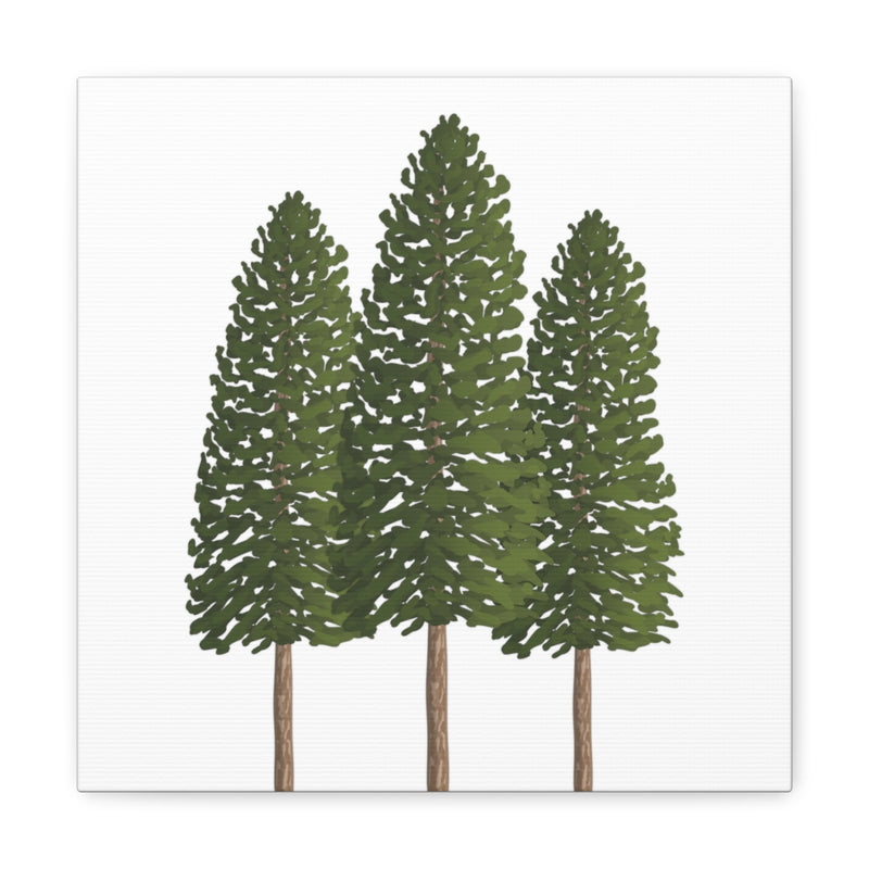 Ponderosa Pine Canvas