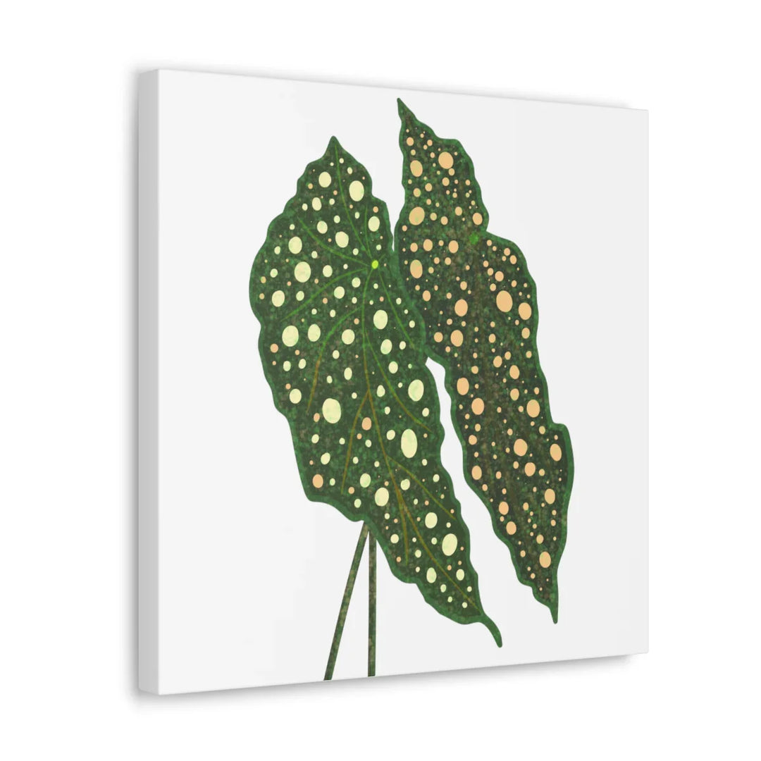 Begonia Maculata Canvas | Premium Canvas Art Print - Matte Finish, Durable Wall Decor - Laura Christine Photography & Design