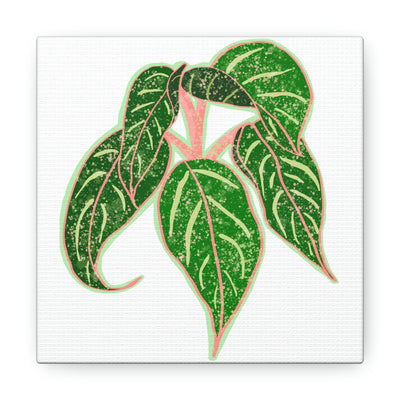 Aglaonema Sparkling Sarah 植物帆布