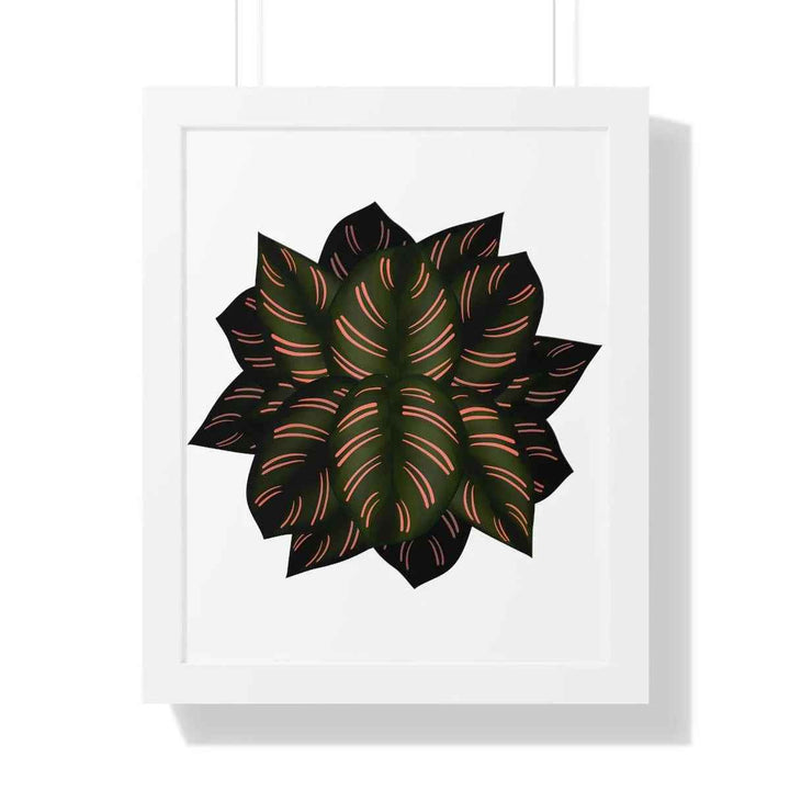 Calathea Pinstripe Print - Framed Botanical Art With Matte Finish & Acrylic Cover