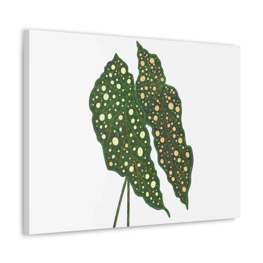 Begonia Maculata Canvas | Premium Canvas Art Print - Matte Finish, Durable Wall Decor - Laura Christine Photography & Design