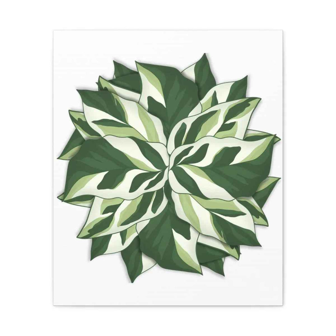 Calathea White Fusion Canvas | Indoor Wall Art - Matte Finish Botanical Canvas Art Print