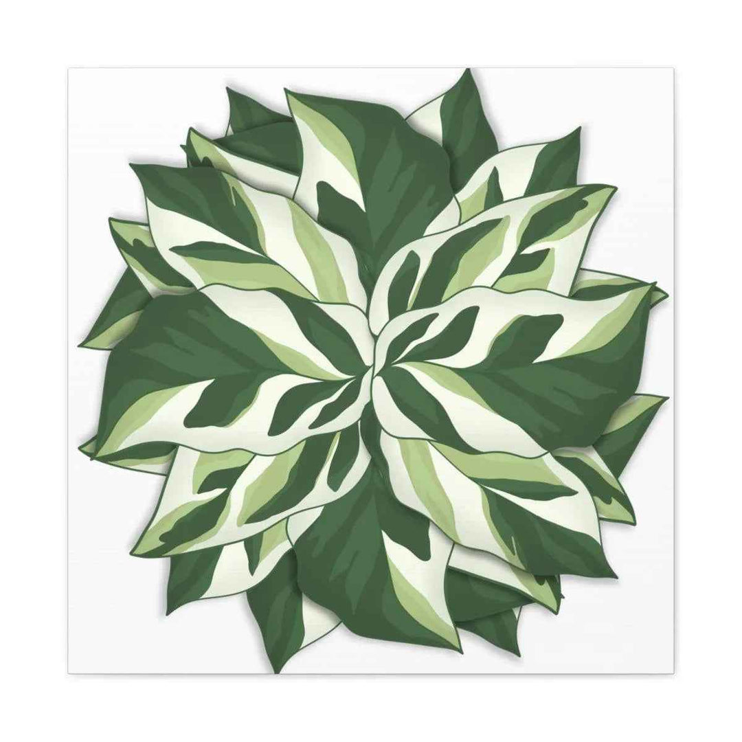 Calathea White Fusion Canvas | Indoor Wall Art - Matte Finish Botanical Canvas Art Print