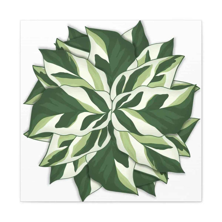Calathea White Fusion Canvas | Indoor Wall Art - Matte Finish Botanical Canvas Art Print