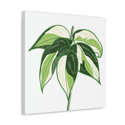 Philodendron 'Cream Splash' Canvas