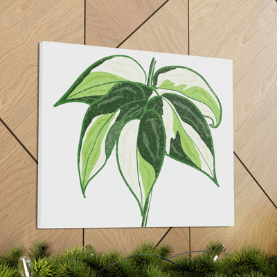 Philodendron 'Cream Splash' Canvas