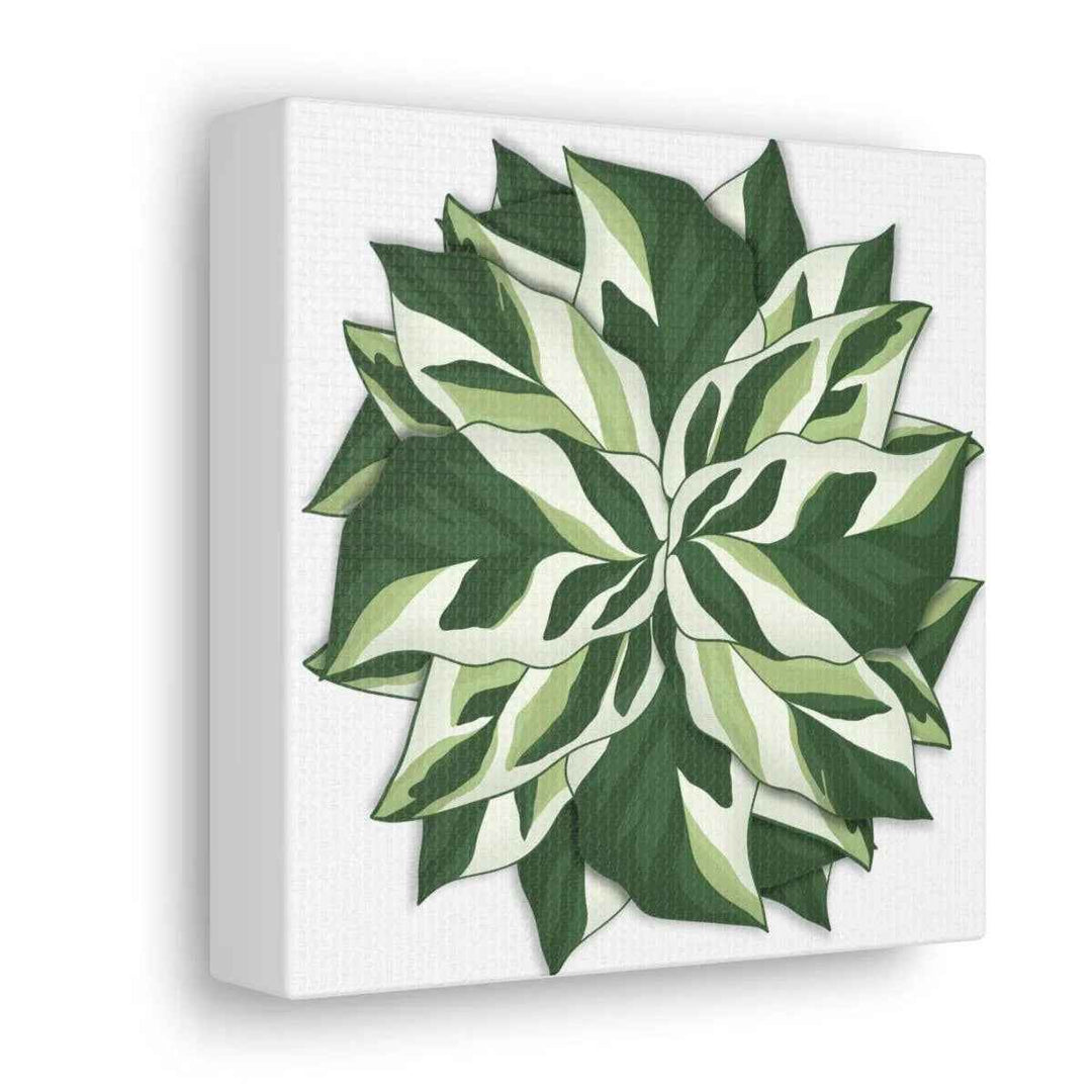 Calathea White Fusion Canvas | Indoor Wall Art - Matte Finish Botanical Canvas Art Print