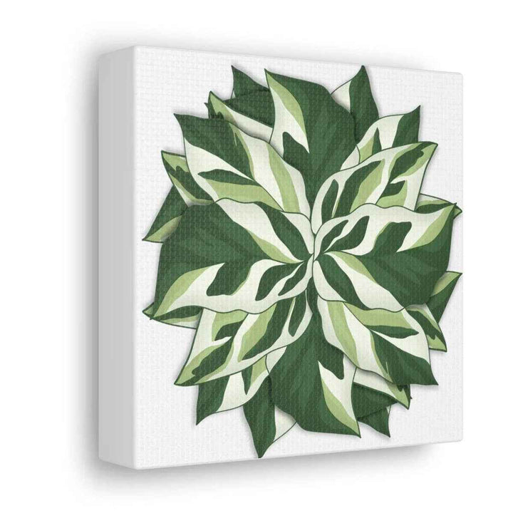 Calathea White Fusion Canvas | Indoor Wall Art - Matte Finish Botanical Canvas Art Print