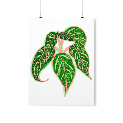 Aglaonema Sparkling Sarah Print