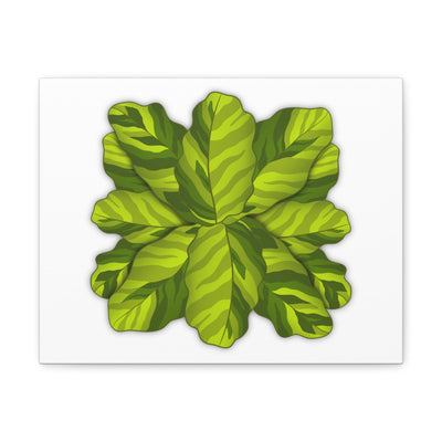 Calathea Yellow Fusion Canvas