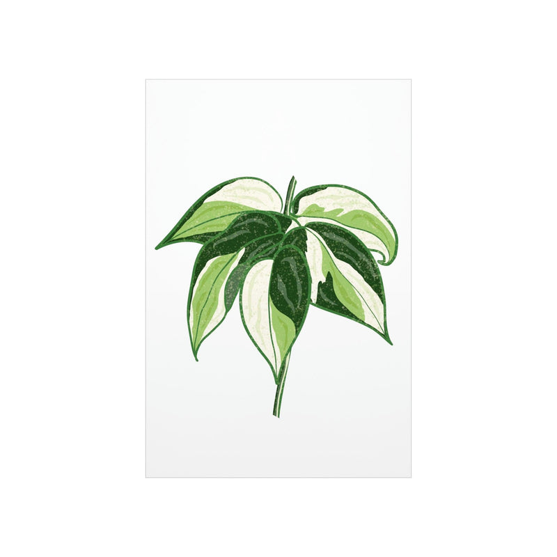 Philodendron &