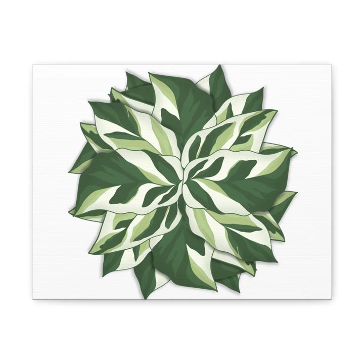 Calathea White Fusion Canvas | Indoor Wall Art - Matte Finish Botanical Canvas Art Print - Laura Christine Photography & Design