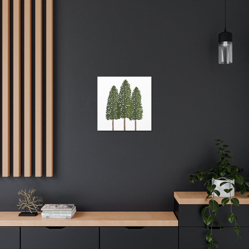 Ponderosa Pine Canvas