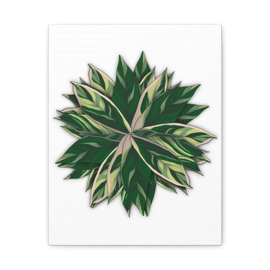 Stromanthe Triostar Canvas - Pastel Stripe Canvas Art Print With Vivid Color Artwork - Laura Christine Photography & Design