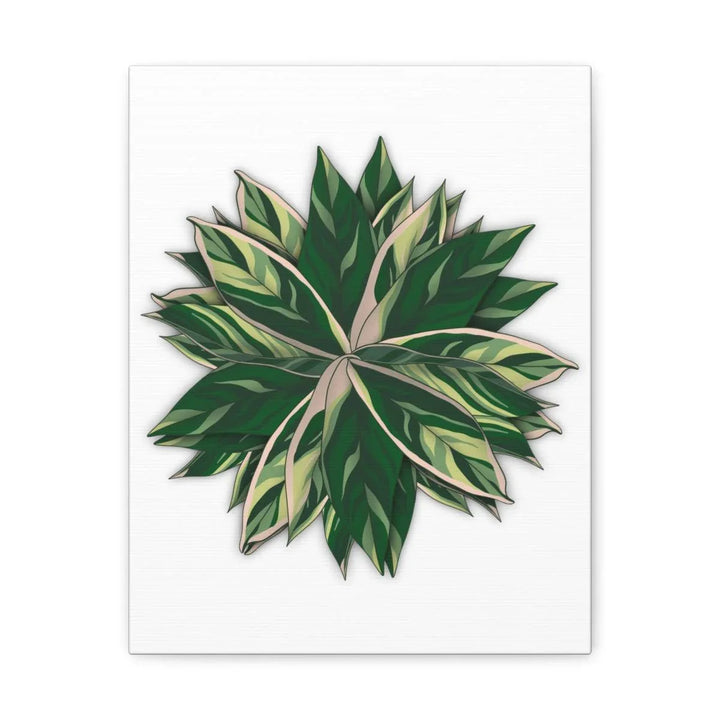 Stromanthe Triostar Canvas - Pastel Stripe Canvas Art Print With Vivid Color Artwork - Laura Christine Photography & Design