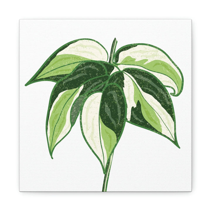 Philodendron Canvas Print - Cream Splash Variegated Plant Art on Matte Cotton Canvas