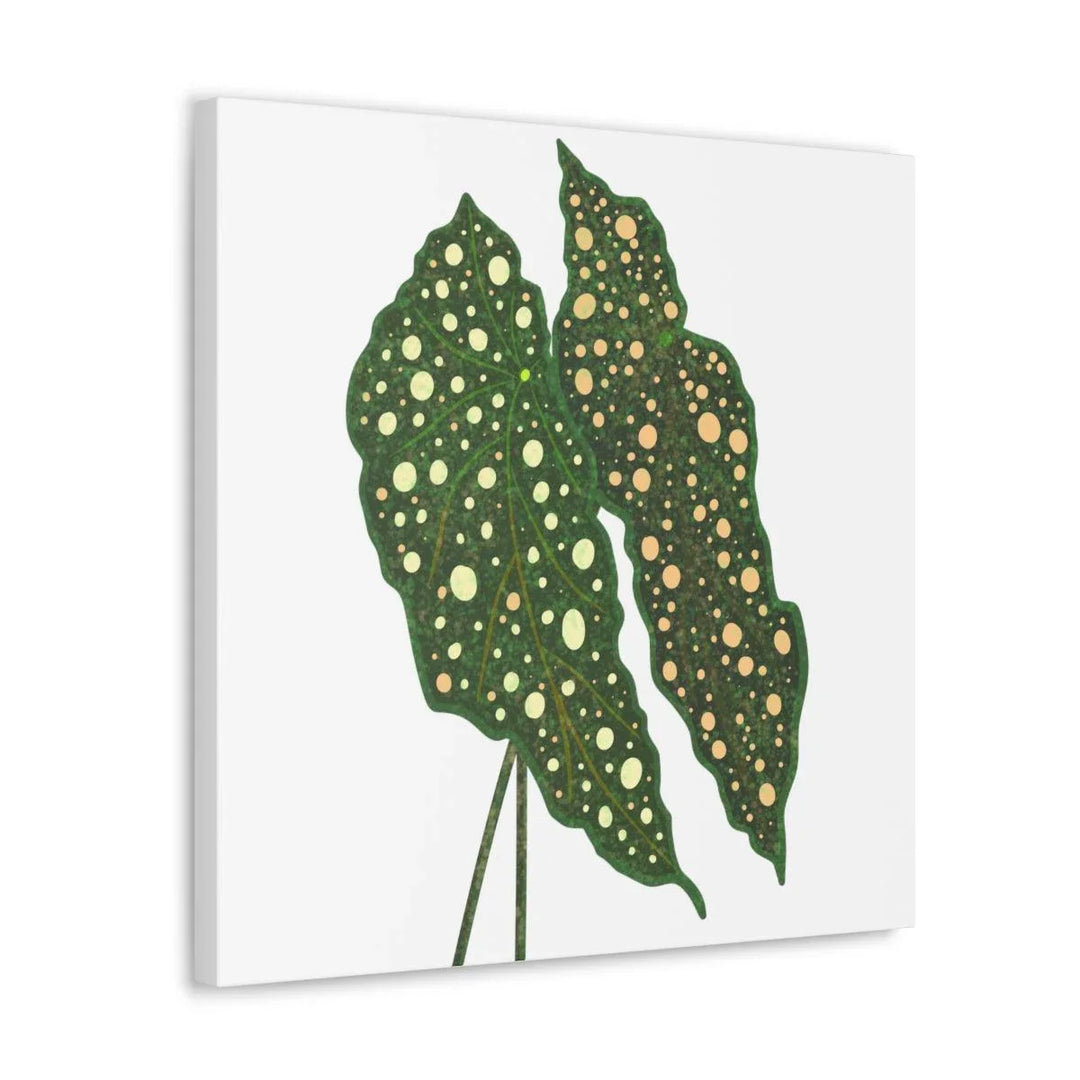 Begonia Maculata Canvas | Premium Canvas Art Print - Matte Finish, Durable Wall Decor - Laura Christine Photography & Design